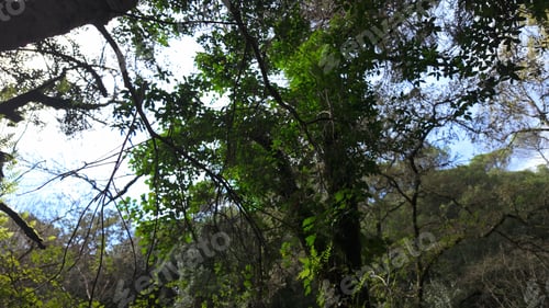 Preview: Mystical forest at Rio de Mouros pathway in Condeixa, Coimbra Portugal