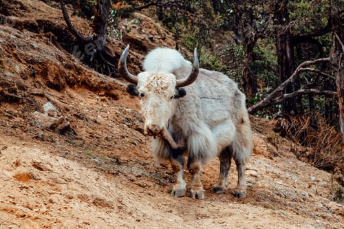 Preview: Cute yak in wonderful mountain forest. Nepal.