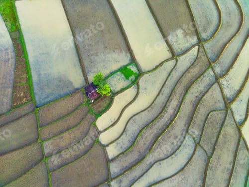 Preview: Beautiful morning view indonesia Panorama Landscape paddy fields with beauty color and sky natural