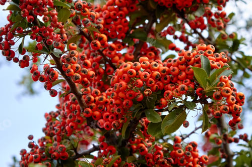 Preview: Abundance of Orange Firethorn Berries