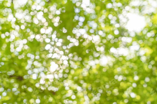 Preview: Lush green trees in tropical forest. Nature landscape background.