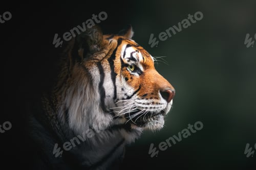 Preview: Siberian Tiger (Panthera tigris tigris)