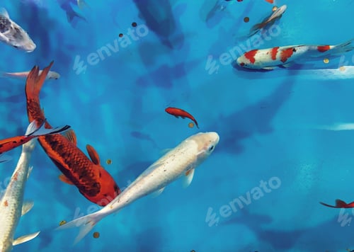 Preview: Natural background Made by blue water and koi fishes