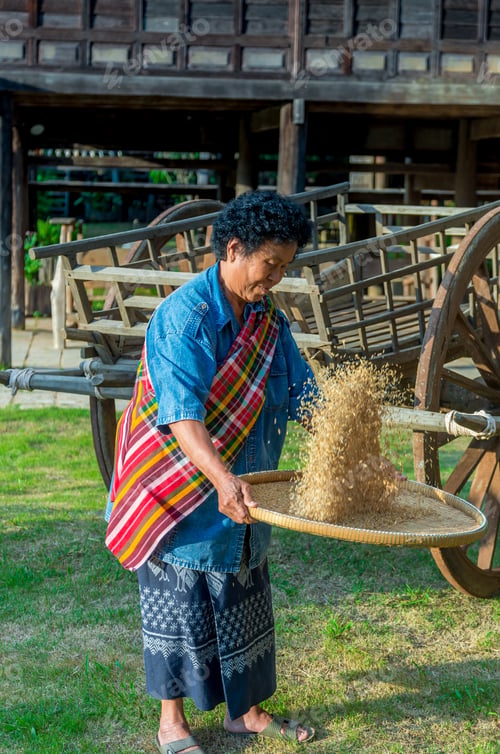 Preview: senior farmers are working with rice around the rice field at the evening