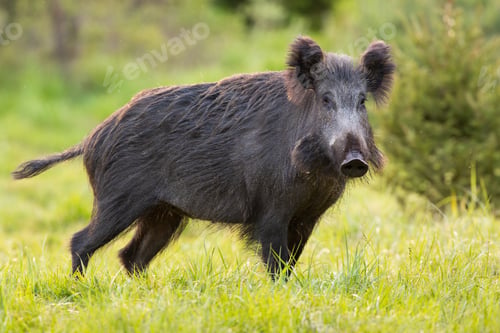 Preview: Wild boar standing on green pasture in spring nature