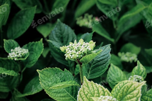 Preview: close up of hydrangea leaves with twilight light. green leaves background