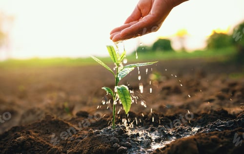 Preview: hand is watering small plant in field