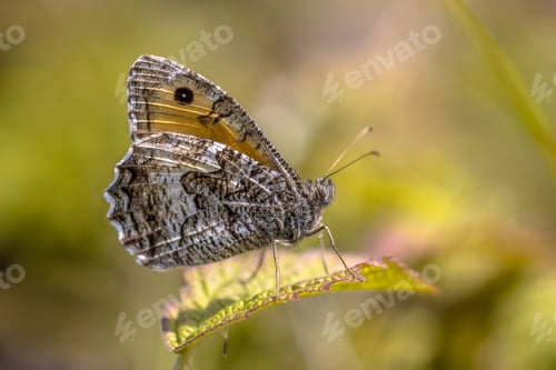 Preview: Rock grayling butterfly