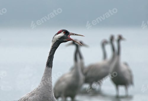 Preview: Portrait of the crane (Grus Grus) in the morning mist.Horizontal