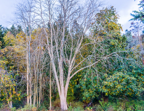 Preview: A View Of A Leafless Tree In Autumn.