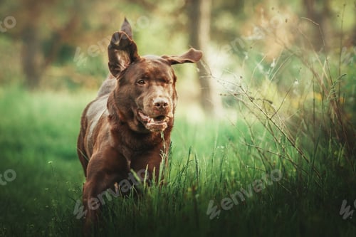 Preview: Labrador Retriever Dog breed on the field. Dog running on the green grass. Active dog outdoor.