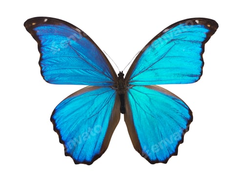Preview: Butterfly morpho