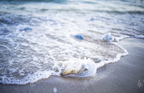 Preview: Dead jellyfish lie on a sandy shore signed by water on the Sea of Azov