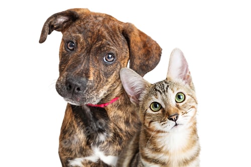 Preview: Cute Puppy and Kitten Closeup Looking at Camera