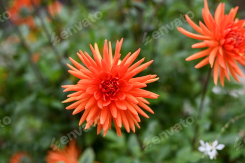 Preview: Orange aster on a green background closeup