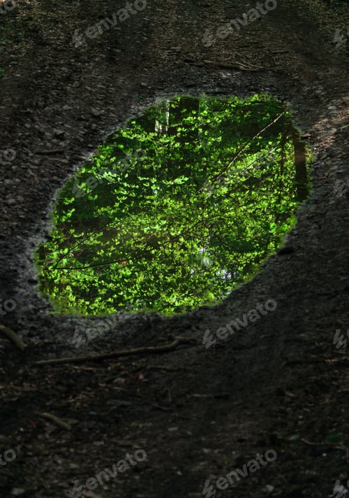 Preview: puddle reflection