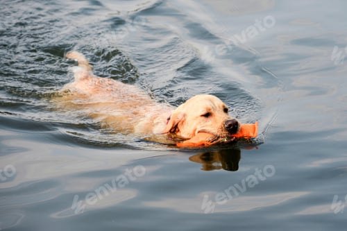 Preview: golden retriever, dog, pet, retriever