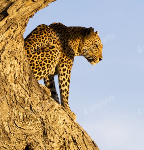 Preview: A Travel Around the world with beautiful Botswana Wildlife picture
