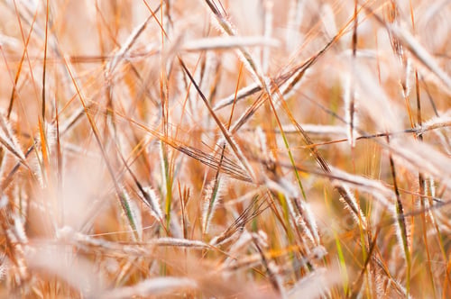 Preview: Fresh green grass with dew drops closeup. Nature Background
