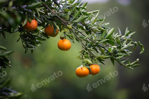 Preview: mandarin fruits on a tree. Orange tree. fresh orange on plant