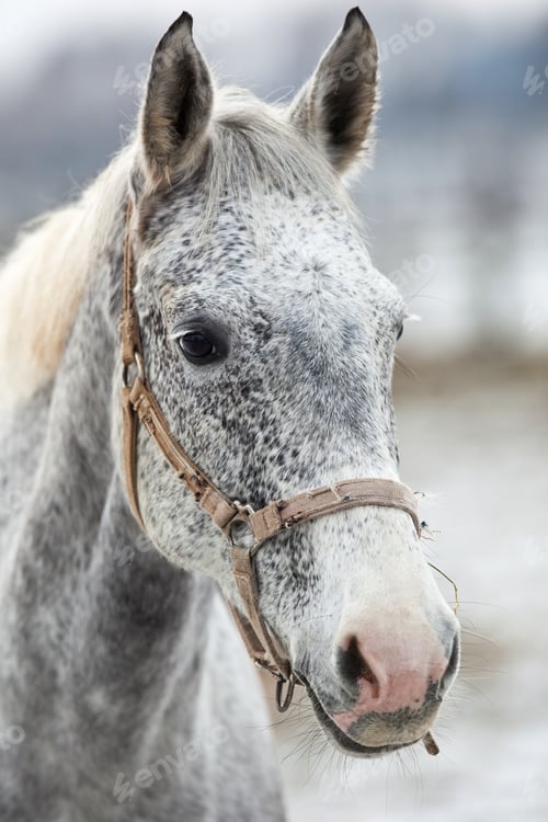 Preview: horse