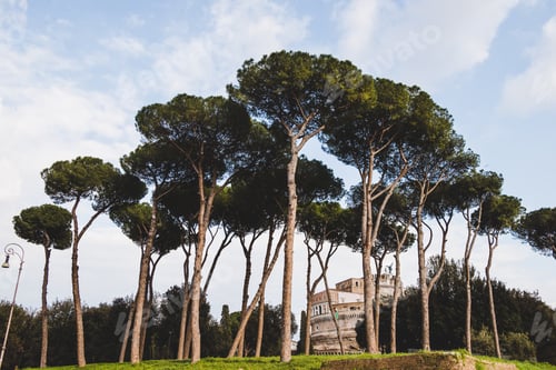 Preview: beautiful trees and building in Rome, Italy