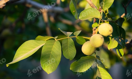 Preview: Lime Orchard Tart Fruit Covered in Pestisides