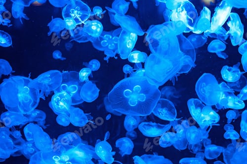 Preview: jellyfish, underwater, undersea