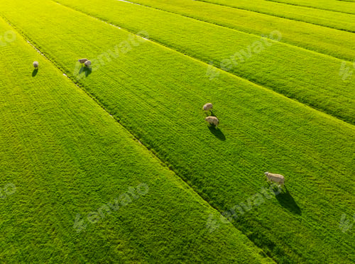 Preview: An aerial view of the sheep. Agriculture and animal husbandry. Animals on pasture during sunset.