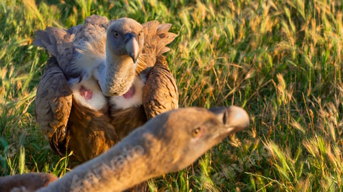 Preview: Eurasian Griffon Vulture, Spain