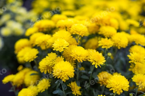 Preview: Yellow flowers