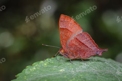 Preview: Red butterfly perched on a green leaf