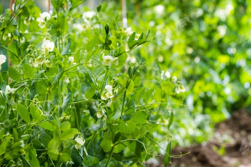 Preview: Peas growing in the garden