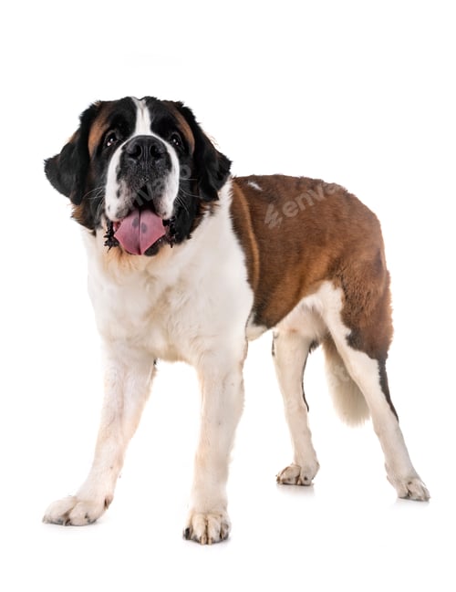 Preview: saint bernard in studio