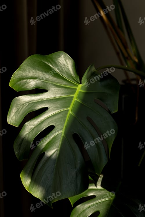Preview: The openwork leaf of the monstera is half illuminated by the sun. Close-up