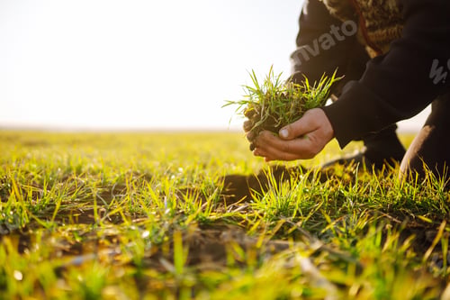 Preview: Farmer hand touches green leaves of young wheat in field. Green Young wheat seedlings in hands.