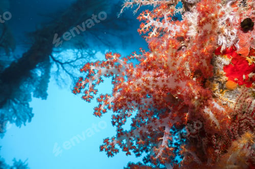 Preview: coral reef macro ,texture, abstract marine ecosystem background on a coral reef