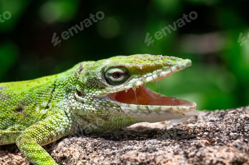 Preview: Selective focus of a Red-throated Anole lizard with its mouth open on a rough surface