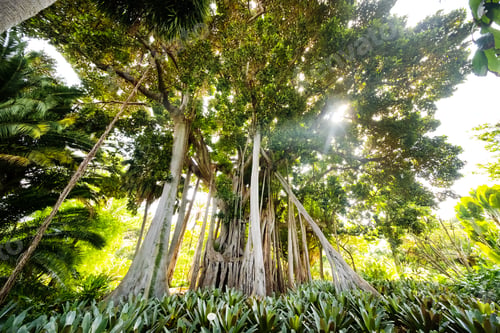 Preview: Ficus tree. gPlant in a park in Puerto de la Cruz. Northern Tenerife, Canary Islands, Spain
