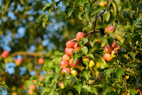 Preview: Lots of ripe red apples on the tree in orchard.