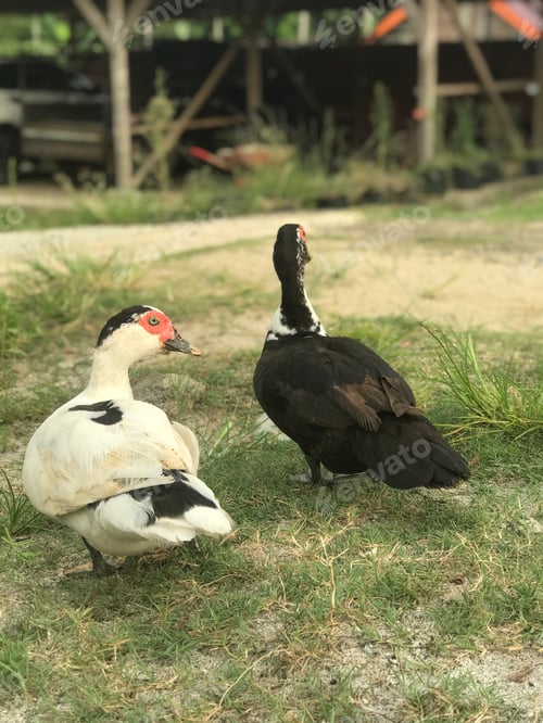 Preview: Red-faced Muscovy duck looking for food on the grass