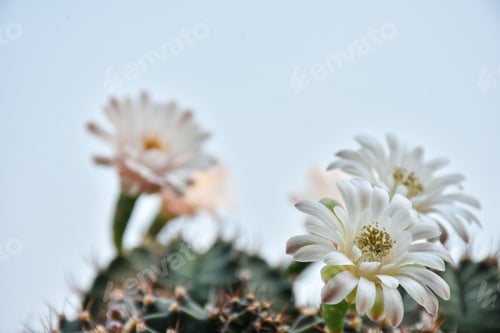 Preview: Small cactus collection succulent plant in mini pots, selective focus. Mini cactus in pot concept.