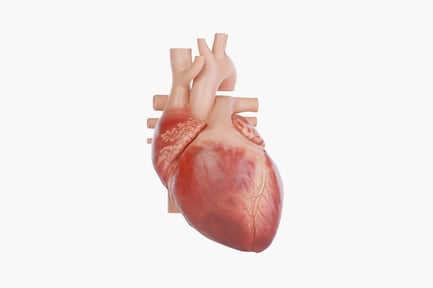 Detailed Human Heart Anatomy