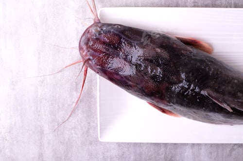 Preview: Raw catfish clarias head. Freshly caught fish on white plate.