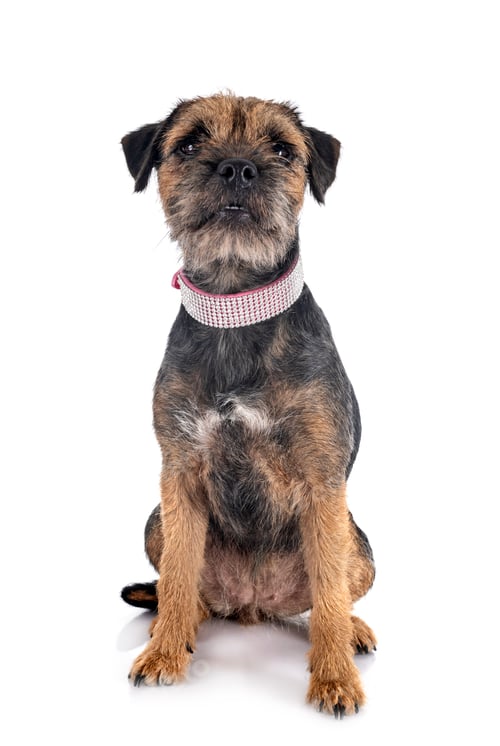 Preview: young border terrier