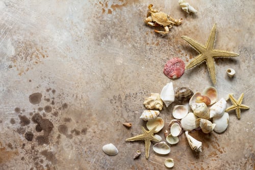 Preview: Seashells on stone background or slate with copy space. Sea summer vacation background.