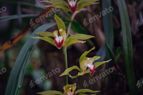 Preview: Beautiful exotic flower orchid in a greenhouse in Thailand