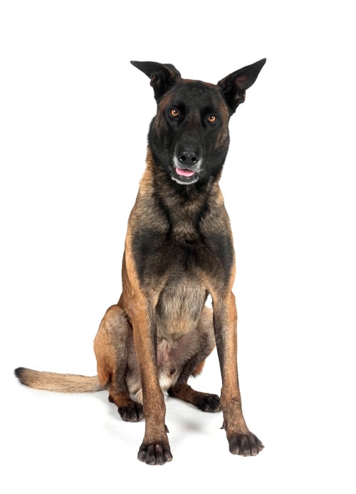 Preview: malinois in studio