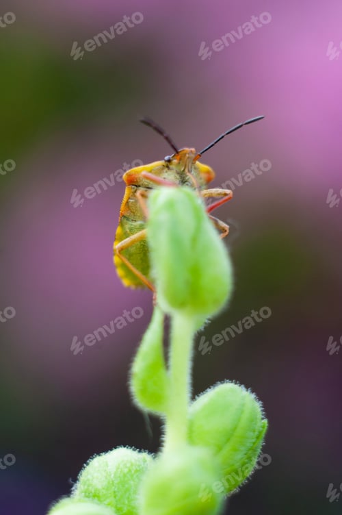 Preview: macro beautiful bug sits on a snapdragon flower macro photography of insects