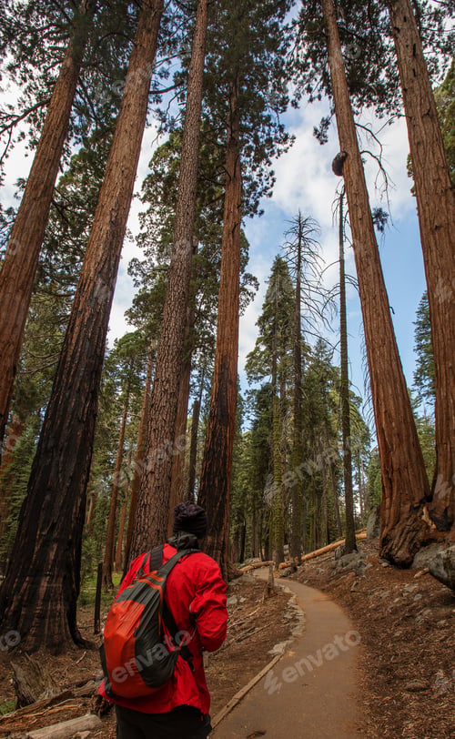 Preview: Man In Sequoia National Park In California, Usa